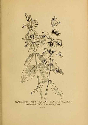 Reproducción/Reproduction 32977442128: A guide to the wild flowers.. New York,F. A. Stokes[1899]. 