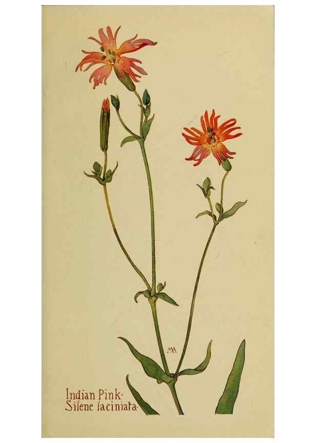 Reproducción/Reproduction 32977438038: Field book of western wild flowers /. New York :Putnam,1915.. 