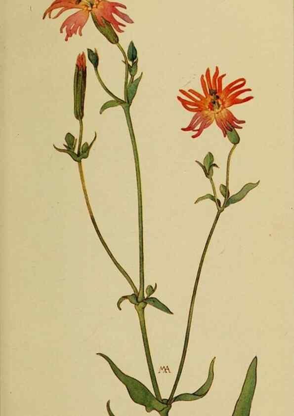 Reproducción/Reproduction 32977438038: Field book of western wild flowers /. New York :Putnam,1915.. 