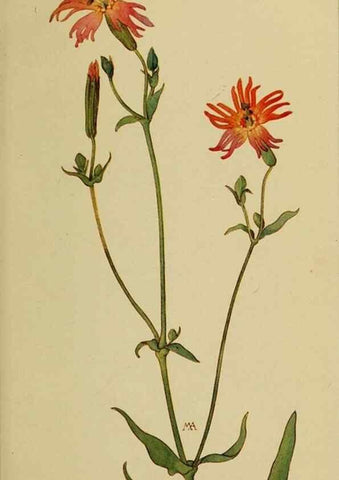 Reproducción/Reproduction 32977438038: Field book of western wild flowers /. New York :Putnam,1915.. 