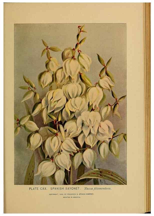 Reproducción/Reproduction 46800770592: A guide to the wild flowers.. New York,F. A. Stokes[1899]. 
