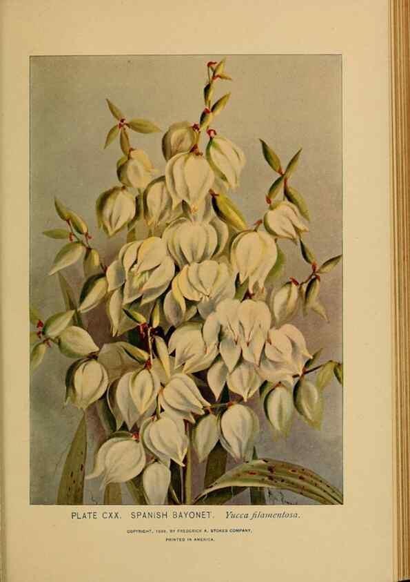 Reproducción/Reproduction 46800770592: A guide to the wild flowers.. New York,F. A. Stokes[1899]. 