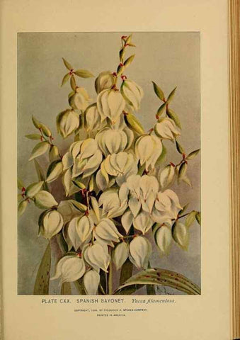 Reproducción/Reproduction 46800770592: A guide to the wild flowers.. New York,F. A. Stokes[1899]. 