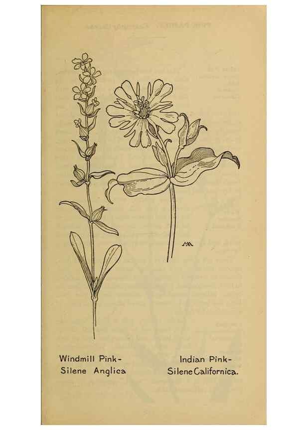 Reproducción/Reproduction 46127758914: Field book of western wild flowers /. New York :Putnam,1915.. 