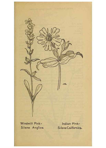 Reproducción/Reproduction 46127758914: Field book of western wild flowers /. New York :Putnam,1915.. 