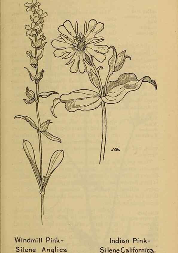 Reproducción/Reproduction 46127758914: Field book of western wild flowers /. New York :Putnam,1915.. 