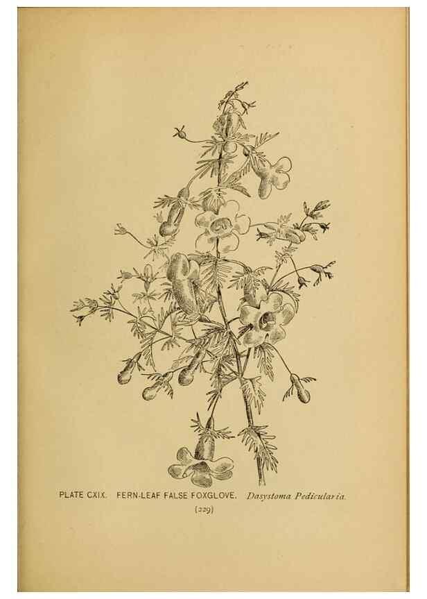 Reproducción/Reproduction 32977437358: A guide to the wild flowers.. New York,F. A. Stokes[1899]. 