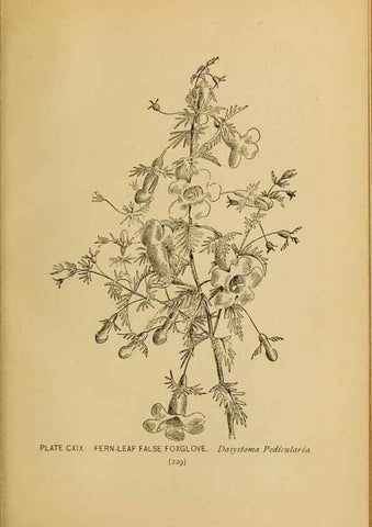 Reproducción/Reproduction 32977437358: A guide to the wild flowers.. New York,F. A. Stokes[1899]. 