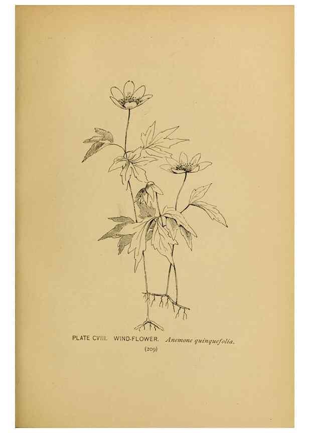 Reproducción/Reproduction 46127746844: A guide to the wild flowers.. New York,F. A. Stokes[1899]. 
