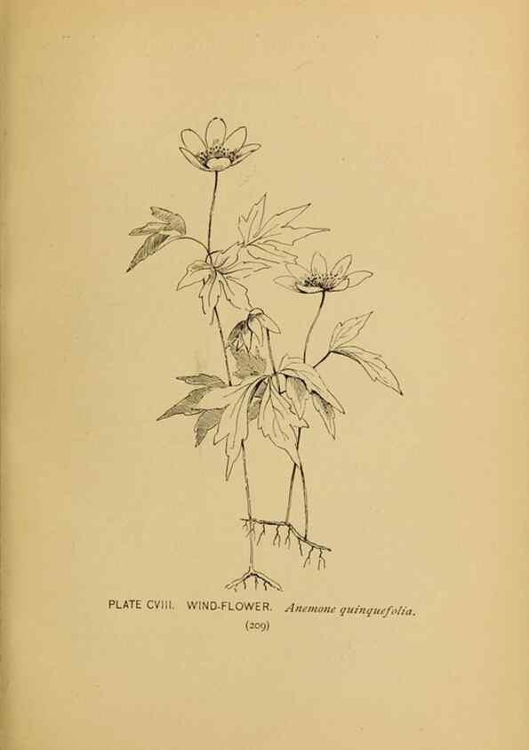 Reproducción/Reproduction 46127746844: A guide to the wild flowers.. New York,F. A. Stokes[1899]. 