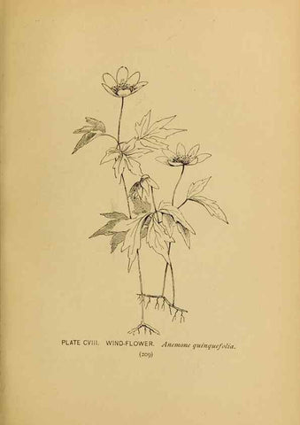 Reproducción/Reproduction 46127746844: A guide to the wild flowers.. New York,F. A. Stokes[1899]. 