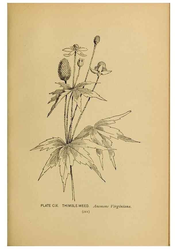 Reproducción/Reproduction 31911525857: A guide to the wild flowers.. New York,F. A. Stokes[1899]. 
