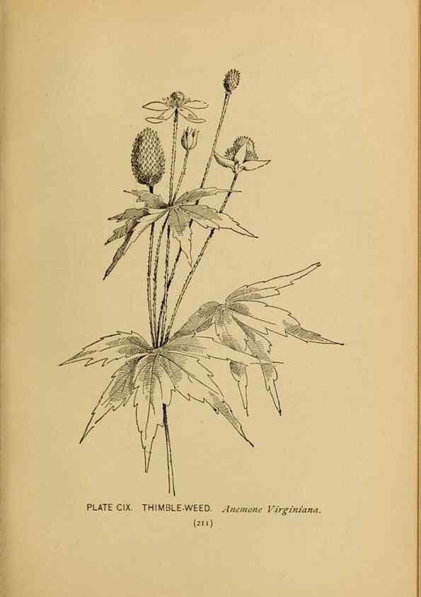 Reproducción/Reproduction 31911525857: A guide to the wild flowers.. New York,F. A. Stokes[1899]. 