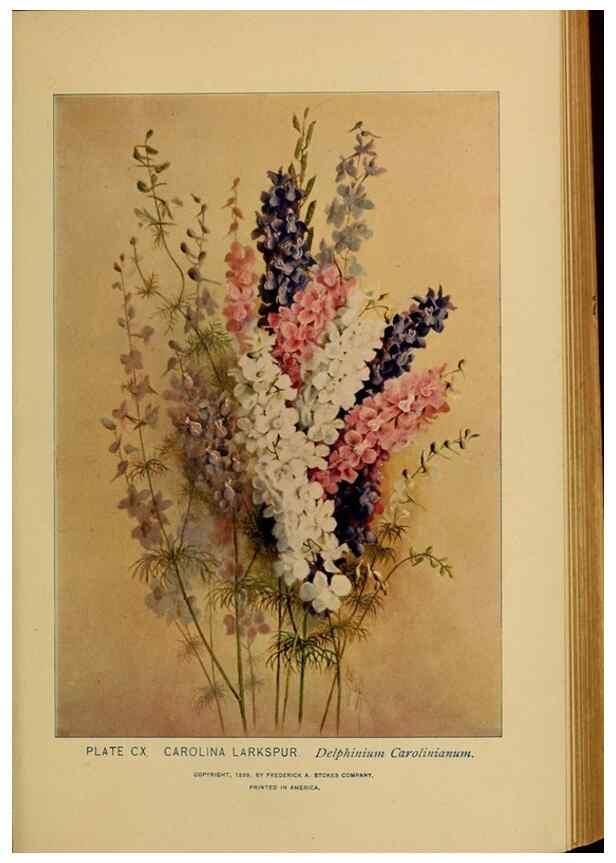 Reproducción/Reproduction 46852808151: A guide to the wild flowers.. New York,F. A. Stokes[1899]. 