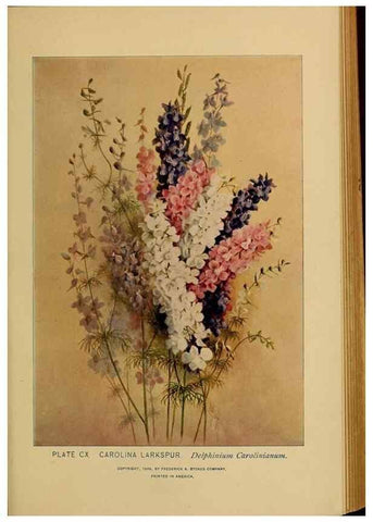 Reproducción/Reproduction 46852808151: A guide to the wild flowers.. New York,F. A. Stokes[1899]. 