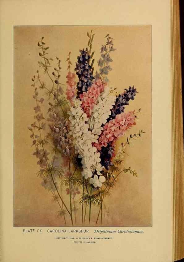 Reproducción/Reproduction 46852808151: A guide to the wild flowers.. New York,F. A. Stokes[1899]. 