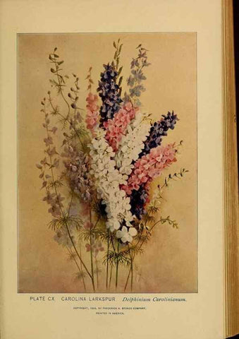 Reproducción/Reproduction 46852808151: A guide to the wild flowers.. New York,F. A. Stokes[1899]. 