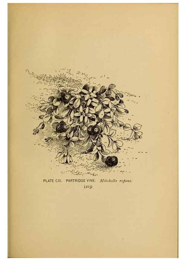 Reproducción/Reproduction 45938198405: A guide to the wild flowers.. New York,F. A. Stokes[1899]. 
