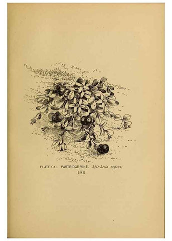 Reproducción/Reproduction 45938198405: A guide to the wild flowers.. New York,F. A. Stokes[1899]. 