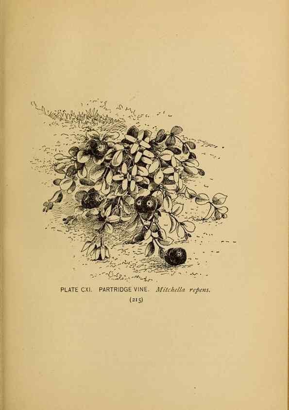 Reproducción/Reproduction 45938198405: A guide to the wild flowers.. New York,F. A. Stokes[1899]. 