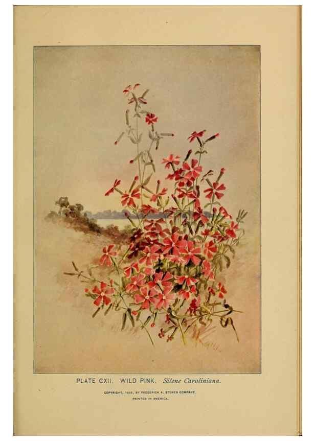 Reproducción/Reproduction 46800765542: A guide to the wild flowers.. New York,F. A. Stokes[1899]. 