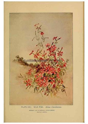 Reproducción/Reproduction 46800765542: A guide to the wild flowers.. New York,F. A. Stokes[1899]. 