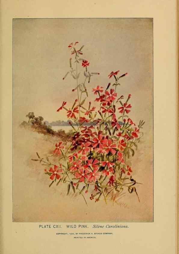 Reproducción/Reproduction 46800765542: A guide to the wild flowers.. New York,F. A. Stokes[1899]. 