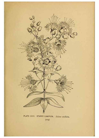 Reproducción/Reproduction 46852809841: A guide to the wild flowers.. New York,F. A. Stokes[1899]. 