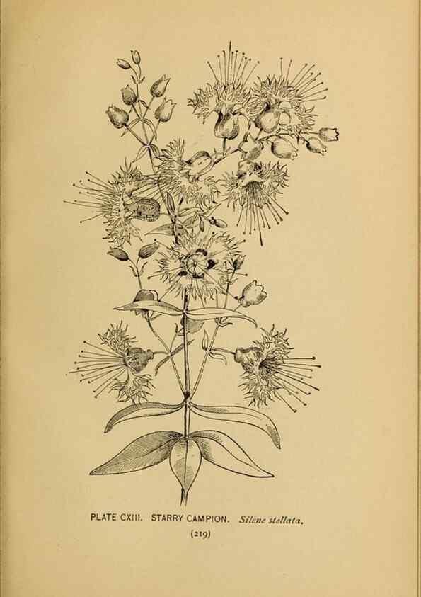 Reproducción/Reproduction 46852809841: A guide to the wild flowers.. New York,F. A. Stokes[1899]. 