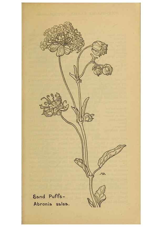 Reproducción/Reproduction 39887904333: Field book of western wild flowers /. New York :Putnam,1915.. 