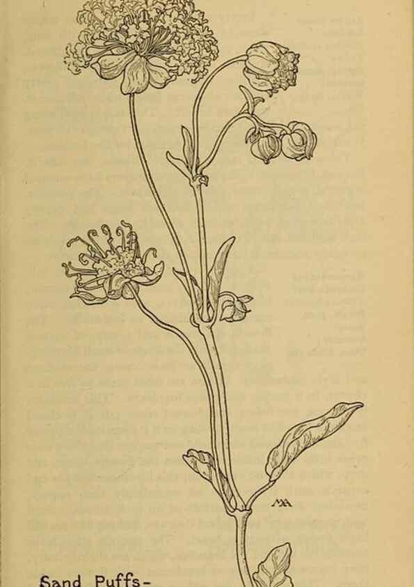 Reproducción/Reproduction 39887904333: Field book of western wild flowers /. New York :Putnam,1915.. 