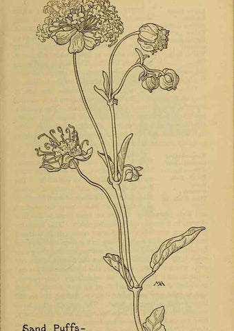 Reproducción/Reproduction 39887904333: Field book of western wild flowers /. New York :Putnam,1915.. 
