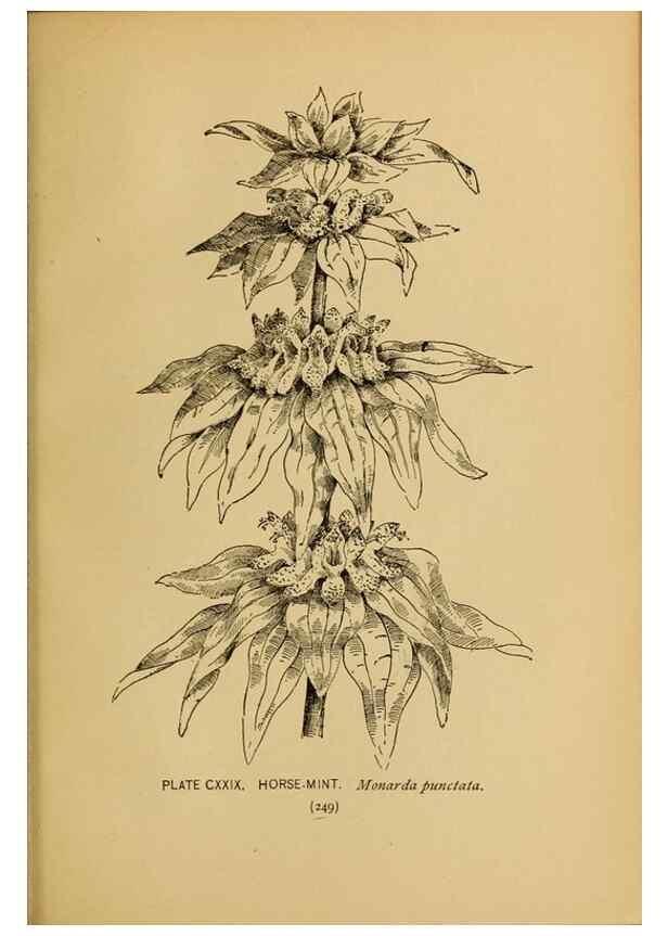 Reproducción/Reproduction 46800774452: A guide to the wild flowers.. New York,F. A. Stokes[1899]. 