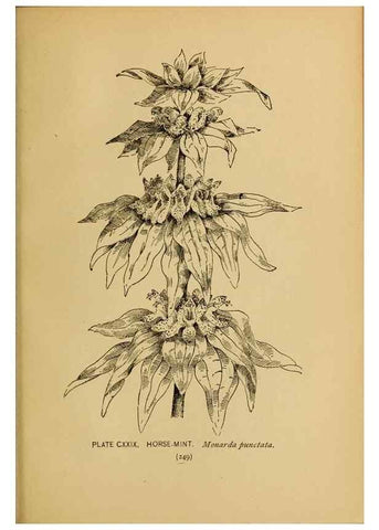 Reproducción/Reproduction 46800774452: A guide to the wild flowers.. New York,F. A. Stokes[1899]. 