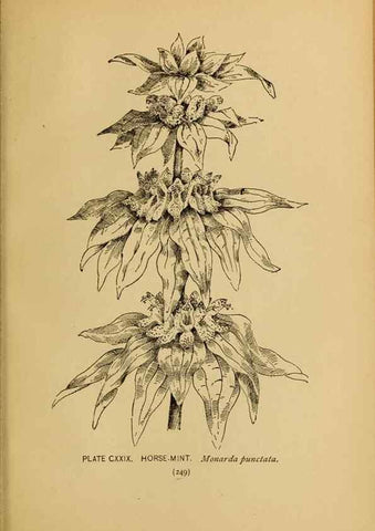 Reproducción/Reproduction 46800774452: A guide to the wild flowers.. New York,F. A. Stokes[1899]. 