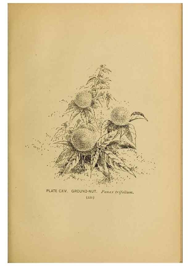 Reproducción/Reproduction 39887904513: A guide to the wild flowers.. New York,F. A. Stokes[1899]. 
