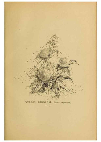 Reproducción/Reproduction 39887904513: A guide to the wild flowers.. New York,F. A. Stokes[1899]. 