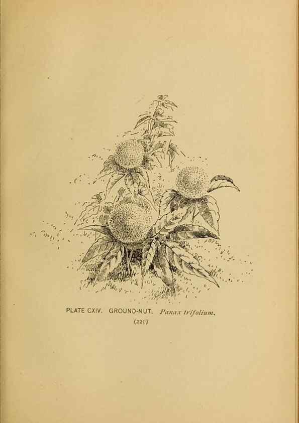 Reproducción/Reproduction 39887904513: A guide to the wild flowers.. New York,F. A. Stokes[1899]. 