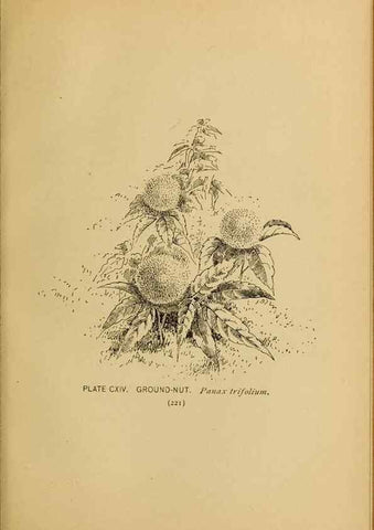 Reproducción/Reproduction 39887904513: A guide to the wild flowers.. New York,F. A. Stokes[1899]. 