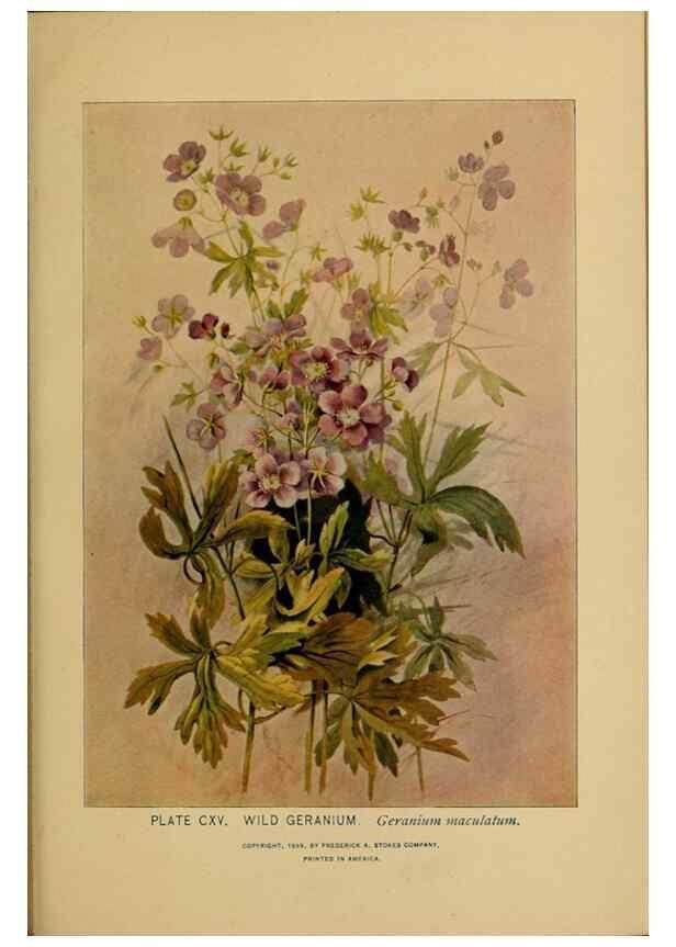 Reproducción/Reproduction 46127754594: A guide to the wild flowers.. New York,F. A. Stokes[1899]. 