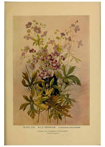 Reproducción/Reproduction 46127754594: A guide to the wild flowers.. New York,F. A. Stokes[1899]. 