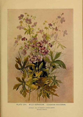 Reproducción/Reproduction 46127754594: A guide to the wild flowers.. New York,F. A. Stokes[1899]. 