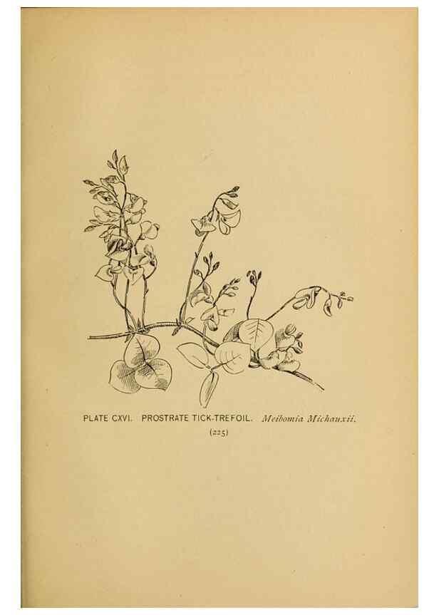 Reproducción/Reproduction 31911528667: A guide to the wild flowers.. New York,F. A. Stokes[1899]. 