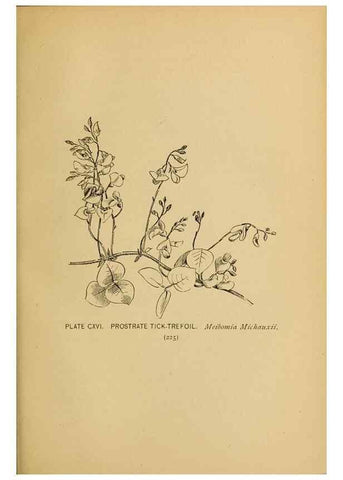 Reproducción/Reproduction 31911528667: A guide to the wild flowers.. New York,F. A. Stokes[1899]. 