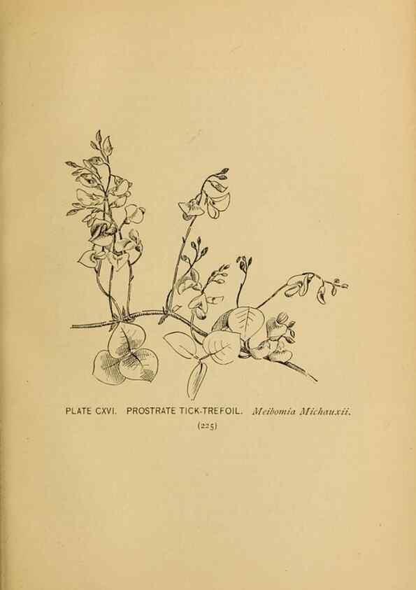 Reproducción/Reproduction 31911528667: A guide to the wild flowers.. New York,F. A. Stokes[1899]. 