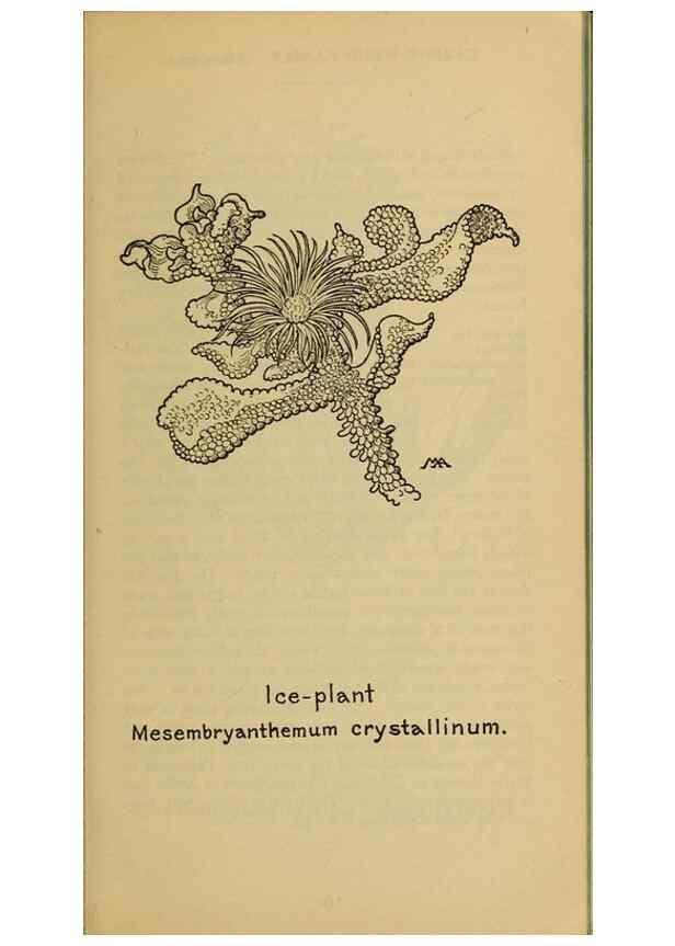 Reproducción/Reproduction 46127755354: Field book of western wild flowers /. New York :Putnam,1915.. 