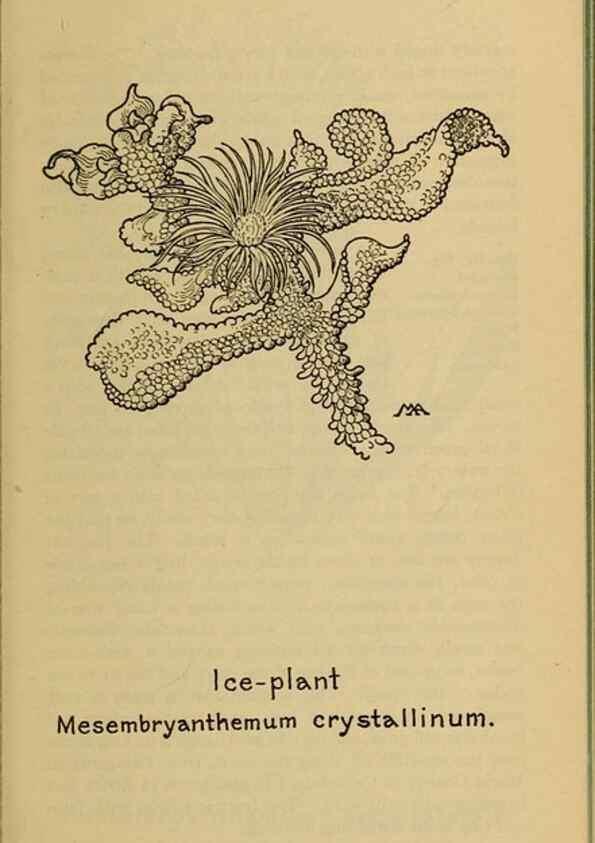 Reproducción/Reproduction 46127755354: Field book of western wild flowers /. New York :Putnam,1915.. 