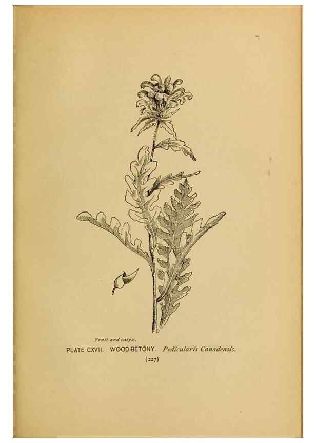 Reproducción/Reproduction 46127756414: A guide to the wild flowers.. New York,F. A. Stokes[1899]. 