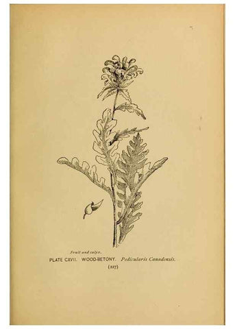 Reproducción/Reproduction 46127756414: A guide to the wild flowers.. New York,F. A. Stokes[1899]. 