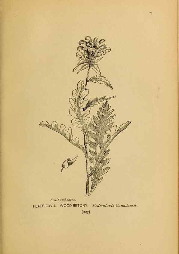 Reproducción/Reproduction 46127756414: A guide to the wild flowers.. New York,F. A. Stokes[1899]. 